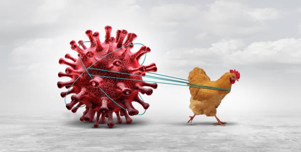 A group of chickens in a farm setting, some appearing sick and weak, symbolizing the impact of bird flu disease.