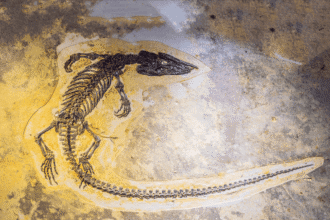 Pregnant Ichthyosaur Fossil Discovery